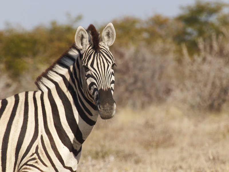 Etosha National Park, Zebra